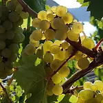 Winzerhof Gietzen * Hatzenport