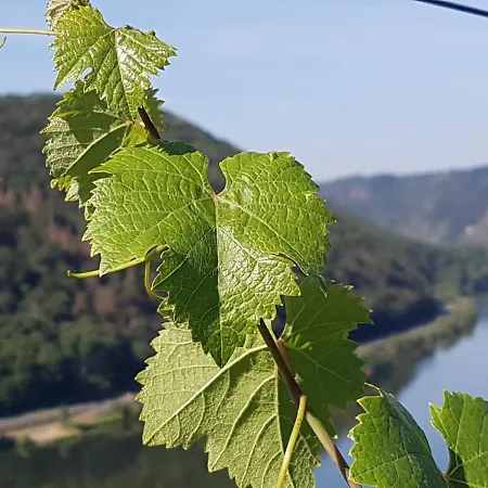ホテル Winzerhof Gietzen *
