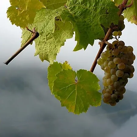 Winzerhof Gietzen