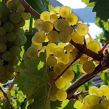 Winzerhof Gietzen