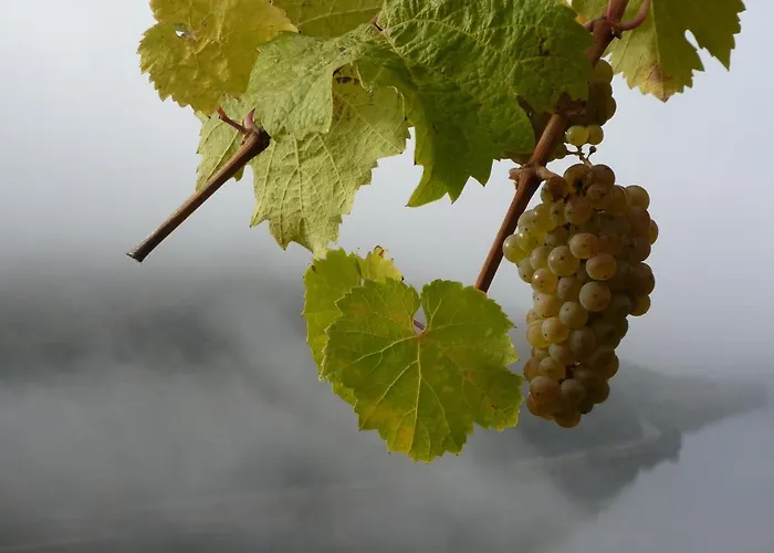 Winzerhof Gietzen 호텔