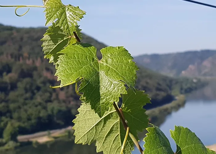 호텔 Winzerhof Gietzen *