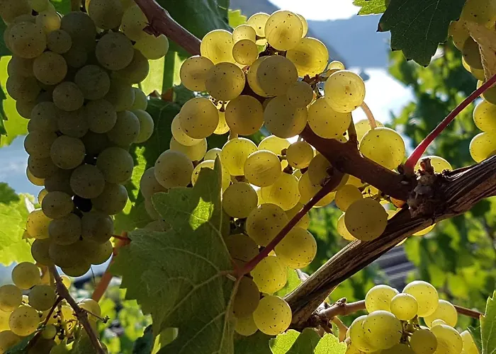 Winzerhof Gietzen * Hatzenport